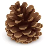 Conifer Cones